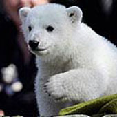 n2. Knut